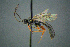  ( - BC-ZSM-HYM-27454-C02)  @13 [ ] CreativeCommons - Attribution Non-Commercial Share-Alike (2017) SNSB, Staatliche Naturwissenschaftliche Sammlungen Bayerns ZSM (SNSB, Zoologische Staatssammlung Muenchen)