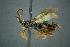  ( - BC-ZSM-HYM-27454-C03)  @14 [ ] CreativeCommons - Attribution Non-Commercial Share-Alike (2017) SNSB, Staatliche Naturwissenschaftliche Sammlungen Bayerns ZSM (SNSB, Zoologische Staatssammlung Muenchen)
