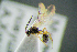  (Astrenis sinuatus - BC-ZSM-HYM-27454-C07)  @11 [ ] CreativeCommons - Attribution Non-Commercial Share-Alike (2017) SNSB, Staatliche Naturwissenschaftliche Sammlungen Bayerns ZSM (SNSB, Zoologische Staatssammlung Muenchen)