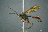  ( - BC-ZSM-HYM-27454-D01)  @11 [ ] CreativeCommons - Attribution Non-Commercial Share-Alike (2017) SNSB, Staatliche Naturwissenschaftliche Sammlungen Bayerns ZSM (SNSB, Zoologische Staatssammlung Muenchen)