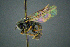 ( - BC-ZSM-HYM-27454-D03)  @11 [ ] CreativeCommons - Attribution Non-Commercial Share-Alike (2017) SNSB, Staatliche Naturwissenschaftliche Sammlungen Bayerns ZSM (SNSB, Zoologische Staatssammlung Muenchen)