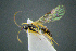  ( - BC-ZSM-HYM-27454-D11)  @11 [ ] CreativeCommons - Attribution Non-Commercial Share-Alike (2017) SNSB, Staatliche Naturwissenschaftliche Sammlungen Bayerns ZSM (SNSB, Zoologische Staatssammlung Muenchen)