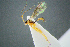  ( - BC-ZSM-HYM-27454-E05)  @11 [ ] CreativeCommons - Attribution Non-Commercial Share-Alike (2017) SNSB, Staatliche Naturwissenschaftliche Sammlungen Bayerns ZSM (SNSB, Zoologische Staatssammlung Muenchen)