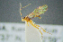  ( - BC-ZSM-HYM-27454-E06)  @11 [ ] CreativeCommons - Attribution Non-Commercial Share-Alike (2017) SNSB, Staatliche Naturwissenschaftliche Sammlungen Bayerns ZSM (SNSB, Zoologische Staatssammlung Muenchen)