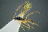  (Eusterinx trichops - BC-ZSM-HYM-27454-E10)  @11 [ ] CreativeCommons - Attribution Non-Commercial Share-Alike (2017) SNSB, Staatliche Naturwissenschaftliche Sammlungen Bayerns ZSM (SNSB, Zoologische Staatssammlung Muenchen)