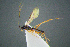  ( - BC-ZSM-HYM-27454-F03)  @11 [ ] CreativeCommons - Attribution Non-Commercial Share-Alike (2017) SNSB, Staatliche Naturwissenschaftliche Sammlungen Bayerns ZSM (SNSB, Zoologische Staatssammlung Muenchen)