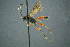  ( - BC-ZSM-HYM-27454-G04)  @11 [ ] CreativeCommons - Attribution Non-Commercial Share-Alike (2017) SNSB, Staatliche Naturwissenschaftliche Sammlungen Bayerns ZSM (SNSB, Zoologische Staatssammlung Muenchen)