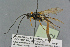  ( - BC-ZSM-HYM-27505-A02)  @13 [ ] CreativeCommons - Attribution Non-Commercial Share-Alike (2017) SNSB, Staatliche Naturwissenschaftliche Sammlungen Bayerns ZSM (SNSB, Zoologische Staatssammlung Muenchen)
