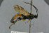  ( - BC-ZSM-HYM-27505-A03)  @12 [ ] CreativeCommons - Attribution Non-Commercial Share-Alike (2017) SNSB, Staatliche Naturwissenschaftliche Sammlungen Bayerns ZSM (SNSB, Zoologische Staatssammlung Muenchen)