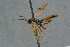 ( - BC-ZSM-HYM-27505-B03)  @12 [ ] CreativeCommons - Attribution Non-Commercial Share-Alike (2017) SNSB, Staatliche Naturwissenschaftliche Sammlungen Bayerns ZSM (SNSB, Zoologische Staatssammlung Muenchen)