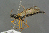  ( - BC-ZSM-HYM-27505-C11)  @14 [ ] CreativeCommons - Attribution Non-Commercial Share-Alike (2017) SNSB, Staatliche Naturwissenschaftliche Sammlungen Bayerns ZSM (SNSB, Zoologische Staatssammlung Muenchen)