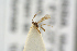  ( - BC-ZSM-HYM-27505-D02)  @11 [ ] CreativeCommons - Attribution Non-Commercial Share-Alike (2017) SNSB, Staatliche Naturwissenschaftliche Sammlungen Bayerns ZSM (SNSB, Zoologische Staatssammlung Muenchen)