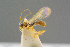 ( - BC-ZSM-HYM-27505-D05)  @12 [ ] CreativeCommons - Attribution Non-Commercial Share-Alike (2017) SNSB, Staatliche Naturwissenschaftliche Sammlungen Bayerns ZSM (SNSB, Zoologische Staatssammlung Muenchen)