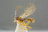  ( - BC-ZSM-HYM-27505-D06)  @13 [ ] CreativeCommons - Attribution Non-Commercial Share-Alike (2017) SNSB, Staatliche Naturwissenschaftliche Sammlungen Bayerns ZSM (SNSB, Zoologische Staatssammlung Muenchen)