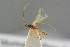  ( - BC-ZSM-HYM-27505-D08)  @13 [ ] CreativeCommons - Attribution Non-Commercial Share-Alike (2017) SNSB, Staatliche Naturwissenschaftliche Sammlungen Bayerns ZSM (SNSB, Zoologische Staatssammlung Muenchen)