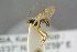  ( - BC-ZSM-HYM-27505-D12)  @12 [ ] CreativeCommons - Attribution Non-Commercial Share-Alike (2017) SNSB, Staatliche Naturwissenschaftliche Sammlungen Bayerns ZSM (SNSB, Zoologische Staatssammlung Muenchen)