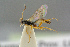  ( - BC-ZSM-HYM-27505-E03)  @13 [ ] CreativeCommons - Attribution Non-Commercial Share-Alike (2017) SNSB, Staatliche Naturwissenschaftliche Sammlungen Bayerns ZSM (SNSB, Zoologische Staatssammlung Muenchen)