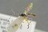  (Aniseres pallipes - BC-ZSM-HYM-27505-F05)  @13 [ ] CreativeCommons - Attribution Non-Commercial Share-Alike (2017) SNSB, Staatliche Naturwissenschaftliche Sammlungen Bayerns ZSM (SNSB, Zoologische Staatssammlung Muenchen)