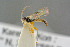 ( - BC-ZSM-HYM-27505-F06)  @12 [ ] CreativeCommons - Attribution Non-Commercial Share-Alike (2017) SNSB, Staatliche Naturwissenschaftliche Sammlungen Bayerns ZSM (SNSB, Zoologische Staatssammlung Muenchen)