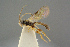  ( - BC-ZSM-HYM-27505-F07)  @13 [ ] CreativeCommons - Attribution Non-Commercial Share-Alike (2017) SNSB, Staatliche Naturwissenschaftliche Sammlungen Bayerns ZSM (SNSB, Zoologische Staatssammlung Muenchen)