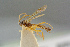  ( - BC-ZSM-HYM-27505-G01)  @14 [ ] CreativeCommons - Attribution Non-Commercial Share-Alike (2017) SNSB, Staatliche Naturwissenschaftliche Sammlungen Bayerns ZSM (SNSB, Zoologische Staatssammlung Muenchen)