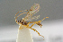 ( - BC-ZSM-HYM-27505-G02)  @14 [ ] CreativeCommons - Attribution Non-Commercial Share-Alike (2017) SNSB, Staatliche Naturwissenschaftliche Sammlungen Bayerns ZSM (SNSB, Zoologische Staatssammlung Muenchen)