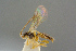  (Stenomacrus celer - BC-ZSM-HYM-27505-G04)  @14 [ ] CreativeCommons - Attribution Non-Commercial Share-Alike (2017) SNSB, Staatliche Naturwissenschaftliche Sammlungen Bayerns ZSM (SNSB, Zoologische Staatssammlung Muenchen)