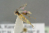  ( - BC-ZSM-HYM-27505-G06)  @12 [ ] CreativeCommons - Attribution Non-Commercial Share-Alike (2017) SNSB, Staatliche Naturwissenschaftliche Sammlungen Bayerns ZSM (SNSB, Zoologische Staatssammlung Muenchen)