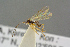  ( - BC-ZSM-HYM-27505-G08)  @12 [ ] CreativeCommons - Attribution Non-Commercial Share-Alike (2017) SNSB, Staatliche Naturwissenschaftliche Sammlungen Bayerns ZSM (SNSB, Zoologische Staatssammlung Muenchen)