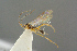  ( - BC-ZSM-HYM-27505-G10)  @12 [ ] CreativeCommons - Attribution Non-Commercial Share-Alike (2017) SNSB, Staatliche Naturwissenschaftliche Sammlungen Bayerns ZSM (SNSB, Zoologische Staatssammlung Muenchen)
