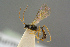  (Eusterinx tenuicincta - BC-ZSM-HYM-27505-H04)  @14 [ ] CreativeCommons - Attribution Non-Commercial Share-Alike (2017) SNSB, Staatliche Naturwissenschaftliche Sammlungen Bayerns ZSM (SNSB, Zoologische Staatssammlung Muenchen)