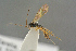  ( - BC-ZSM-HYM-27505-H06)  @13 [ ] CreativeCommons - Attribution Non-Commercial Share-Alike (2017) SNSB, Staatliche Naturwissenschaftliche Sammlungen Bayerns ZSM (SNSB, Zoologische Staatssammlung Muenchen)