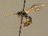  ( - BC ZSM HYM 13666)  @13 [ ] CreativeCommons - Attribution Non-Commercial Share-Alike (2015) Unspecified SNSB, Zoologische Staatssammlung Muenchen