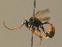  ( - BC ZSM HYM 13669)  @13 [ ] CreativeCommons - Attribution Non-Commercial Share-Alike (2015) Unspecified SNSB, Zoologische Staatssammlung Muenchen