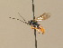  (Ctenochira validicornis - BC ZSM HYM 13679)  @13 [ ] CreativeCommons - Attribution Non-Commercial Share-Alike (2015) Unspecified SNSB, Zoologische Staatssammlung Muenchen