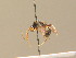  ( - BC ZSM HYM 13680)  @11 [ ] CreativeCommons - Attribution Non-Commercial Share-Alike (2015) Unspecified SNSB, Zoologische Staatssammlung Muenchen