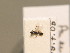  ( - BC ZSM HYM 13694)  @11 [ ] CreativeCommons - Attribution Non-Commercial Share-Alike (2015) Unspecified SNSB, Zoologische Staatssammlung Muenchen