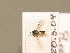  ( - BC ZSM HYM 13698)  @11 [ ] CreativeCommons - Attribution Non-Commercial Share-Alike (2015) Unspecified SNSB, Zoologische Staatssammlung Muenchen