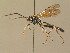  (Achaius oratorius - BC ZSM HYM 13710)  @14 [ ] CreativeCommons - Attribution Non-Commercial Share-Alike (2015) Unspecified SNSB, Zoologische Staatssammlung Muenchen