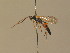 ( - BC ZSM HYM 13733)  @13 [ ] CreativeCommons - Attribution Non-Commercial Share-Alike (2015) Unspecified SNSB, Zoologische Staatssammlung Muenchen