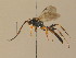 ( - BC ZSM HYM 13738)  @13 [ ] CreativeCommons - Attribution Non-Commercial Share-Alike (2015) Unspecified SNSB, Zoologische Staatssammlung Muenchen