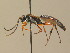  (Chasmias - BC ZSM HYM 13744)  @15 [ ] CreativeCommons - Attribution Non-Commercial Share-Alike (2015) Unspecified SNSB, Zoologische Staatssammlung Muenchen