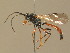  (Colpognathus - BC ZSM HYM 13747)  @14 [ ] CreativeCommons - Attribution Non-Commercial Share-Alike (2015) Unspecified SNSB, Zoologische Staatssammlung Muenchen