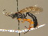  (Limerodops - BC ZSM HYM 13761)  @14 [ ] CreativeCommons - Attribution Non-Commercial Share-Alike (2015) Unspecified SNSB, Zoologische Staatssammlung Muenchen