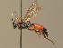  (Exephanes ischioxanthus - BC ZSM HYM 13765)  @14 [ ] CreativeCommons - Attribution Non-Commercial Share-Alike (2015) Unspecified SNSB, Zoologische Staatssammlung Muenchen