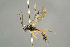  ( - BC ZSM HYM 15584)  @12 [ ] CreativeCommons - Attribution Non-Commercial Share-Alike (2017) SNSB, Staatliche Naturwissenschaftliche Sammlungen Bayerns ZSM (SNSB, Zoologische Staatssammlung Muenchen)