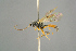 ( - BC ZSM HYM 15587)  @13 [ ] CreativeCommons - Attribution Non-Commercial Share-Alike (2017) SNSB, Staatliche Naturwissenschaftliche Sammlungen Bayerns ZSM (SNSB, Zoologische Staatssammlung Muenchen)