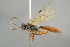  (Dirophanes maculicornis - BC ZSM HYM 15604)  @13 [ ] CreativeCommons - Attribution Non-Commercial Share-Alike (2017) SNSB, Staatliche Naturwissenschaftliche Sammlungen Bayerns ZSM (SNSB, Zoologische Staatssammlung Muenchen)