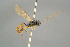  ( - BC ZSM HYM 15606)  @12 [ ] CreativeCommons - Attribution Non-Commercial Share-Alike (2017) SNSB, Staatliche Naturwissenschaftliche Sammlungen Bayerns ZSM (SNSB, Zoologische Staatssammlung Muenchen)