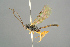  (Misetus - BC ZSM HYM 15621)  @15 [ ] CreativeCommons - Attribution Non-Commercial Share-Alike (2017) SNSB, Staatliche Naturwissenschaftliche Sammlungen Bayerns ZSM (SNSB, Zoologische Staatssammlung Muenchen)